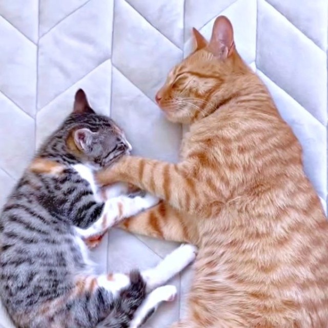 一緒に眠る（左から）すずめちゃん、コハク8号ちゃん（画像提供：コハク8号のお店屋さん）