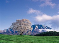 小岩井農場の一本桜（岩手県）（提供画像）