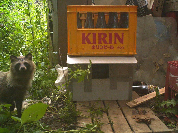 2011年後半からプラスチック段ボールにしたがキツネやタヌキ、アライグマが食べにきた