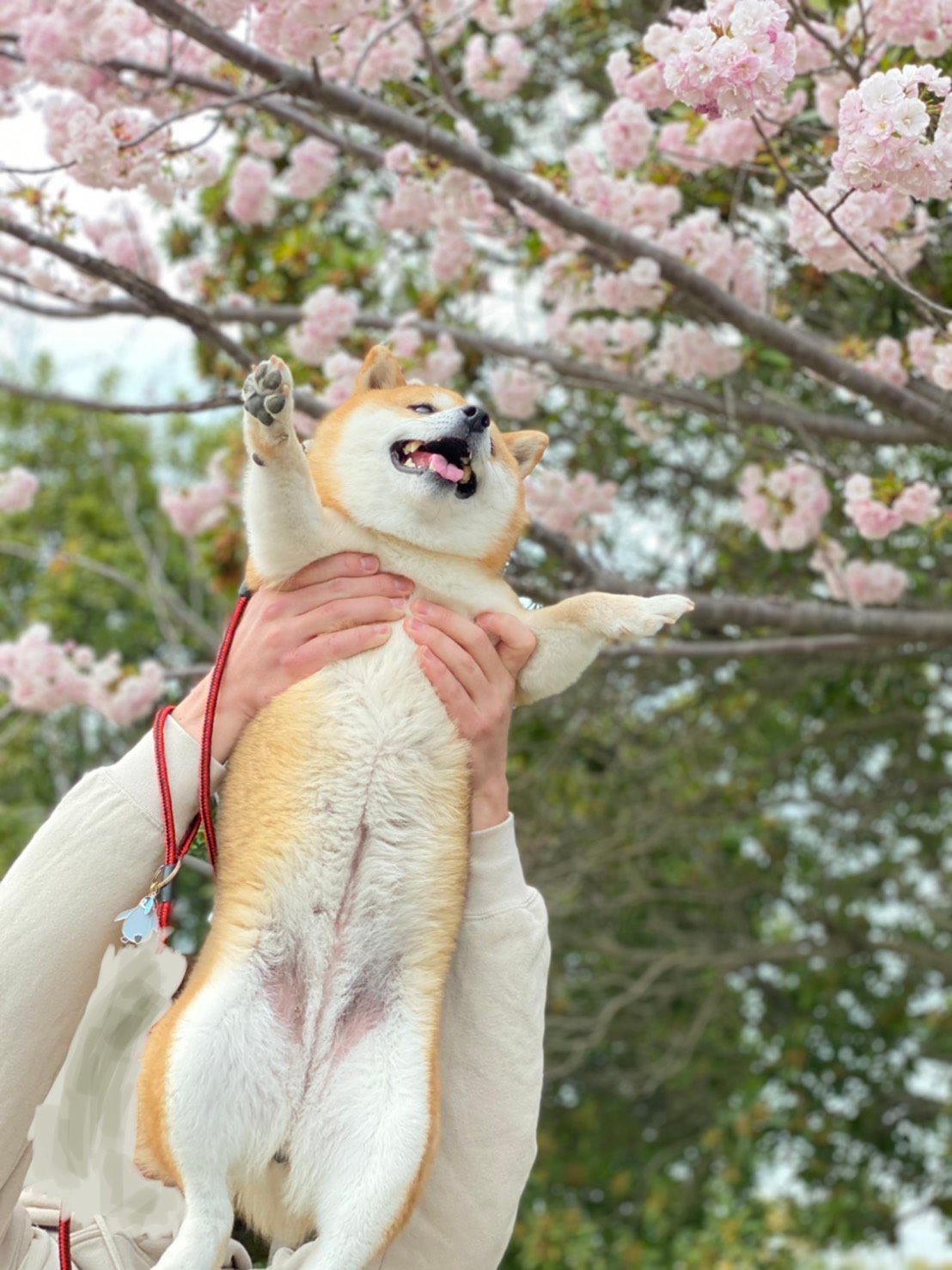 ゆき様専用 (桜) 柴犬 後ろ姿 小物入れ - メルカリ