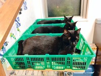 家に出荷してほしい－カゴの中でシンクロする3匹の黒猫さんたち＝猫野四季＊（@kgrmnk）さん提供