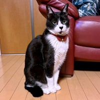 白黒ハチワレ柄がかっこいいこてつくん（画像提供：お母ちゃん こてつ ぜんさん）