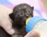 ミルクを飲んでスクスク成長中
