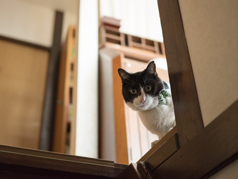 「２階は楽しいよ、上がって来なよ」（小林写函撮影）