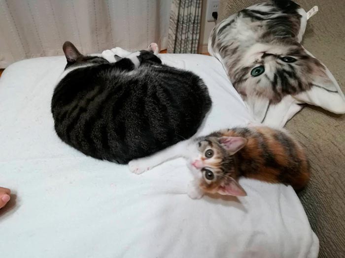 スズとも仲良し。（飼い主さん撮影）