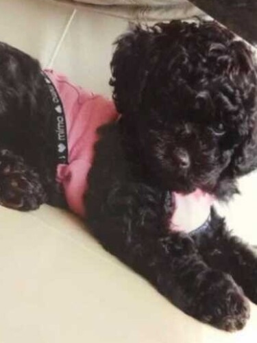 家にきたころの「koko」