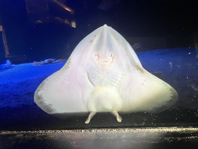 綺麗な着地です