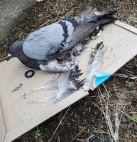 敷地外の溝で死んでいたというハト(「庶民と動物の会」提供)