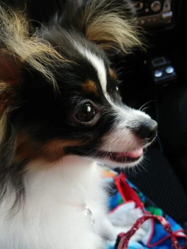 家にきたころの「虎太」