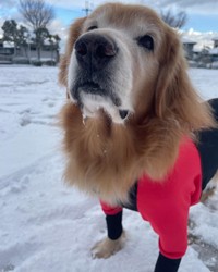 初詣に行って雪遊び＝blueoceanさん提供