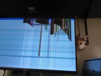 愛猫のキックで転倒し、昨年買ったばかりだったのに破損してしまったモニターと、犯猫、セルジオ悦子ちゃん（画像提供：セルゥゥゥゥァァァァァさん）