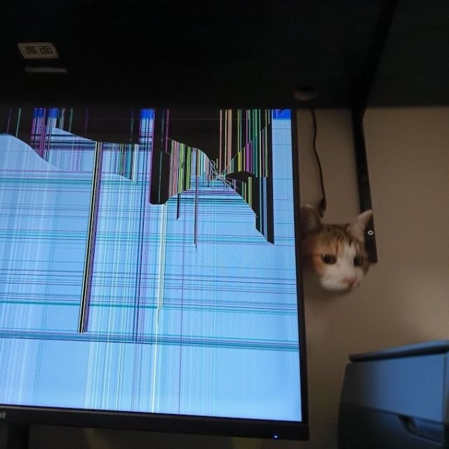 愛猫のキックで転倒し、昨年買ったばかりだったのに破損してしまったモニターと、犯猫、セルジオ悦子ちゃん（画像提供：セルゥゥゥゥァァァァァさん）