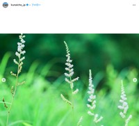 那須御用邸周辺の植物（宮内庁公式インスタグラムから）