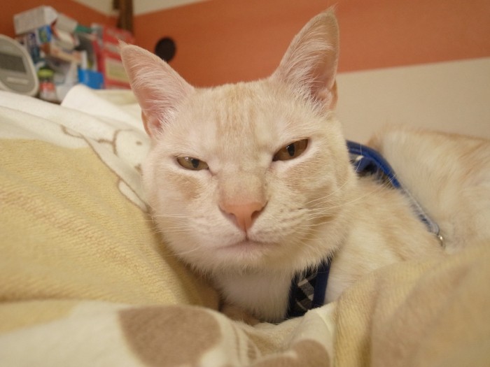 「おやつとかないわけ？」