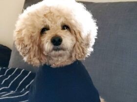 いい子でお留守番できるよ　筋肉ムキムキなトイプードル「心愛」