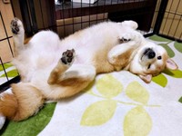 ゴロンと寝そべるリクくん（画像提供：柴犬リクさん）
