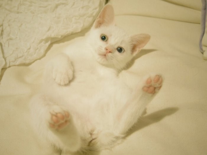 子猫の頃のコトちゃん　（maiさん提供）