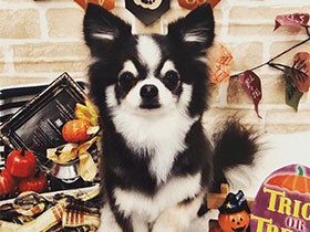 飼い主のそばならどこでも好き　チワワの「アルト」