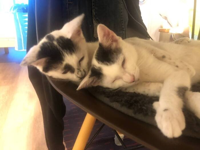 縁があって教授と再開したゴビ（しのぶさん提供）