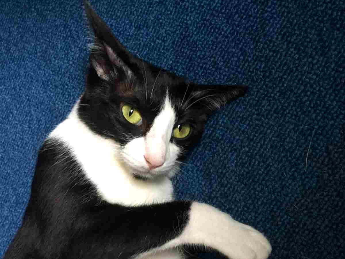 危険な大通りに隠れていたハチワレ子猫 先住猫4匹が暮らす家に