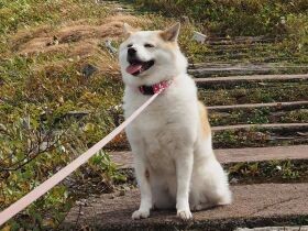 リードをかみ切り年10個破壊…　１年後には同居猫と仲良しになった雑種犬「舞来」