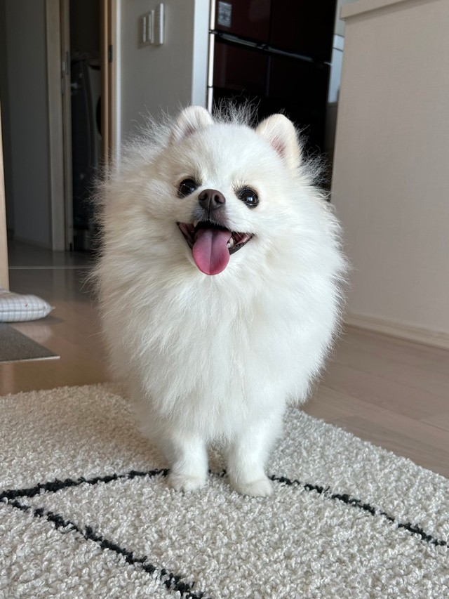 「大体にこにこしています」（提供：ポメラニアンの天くん！さん）