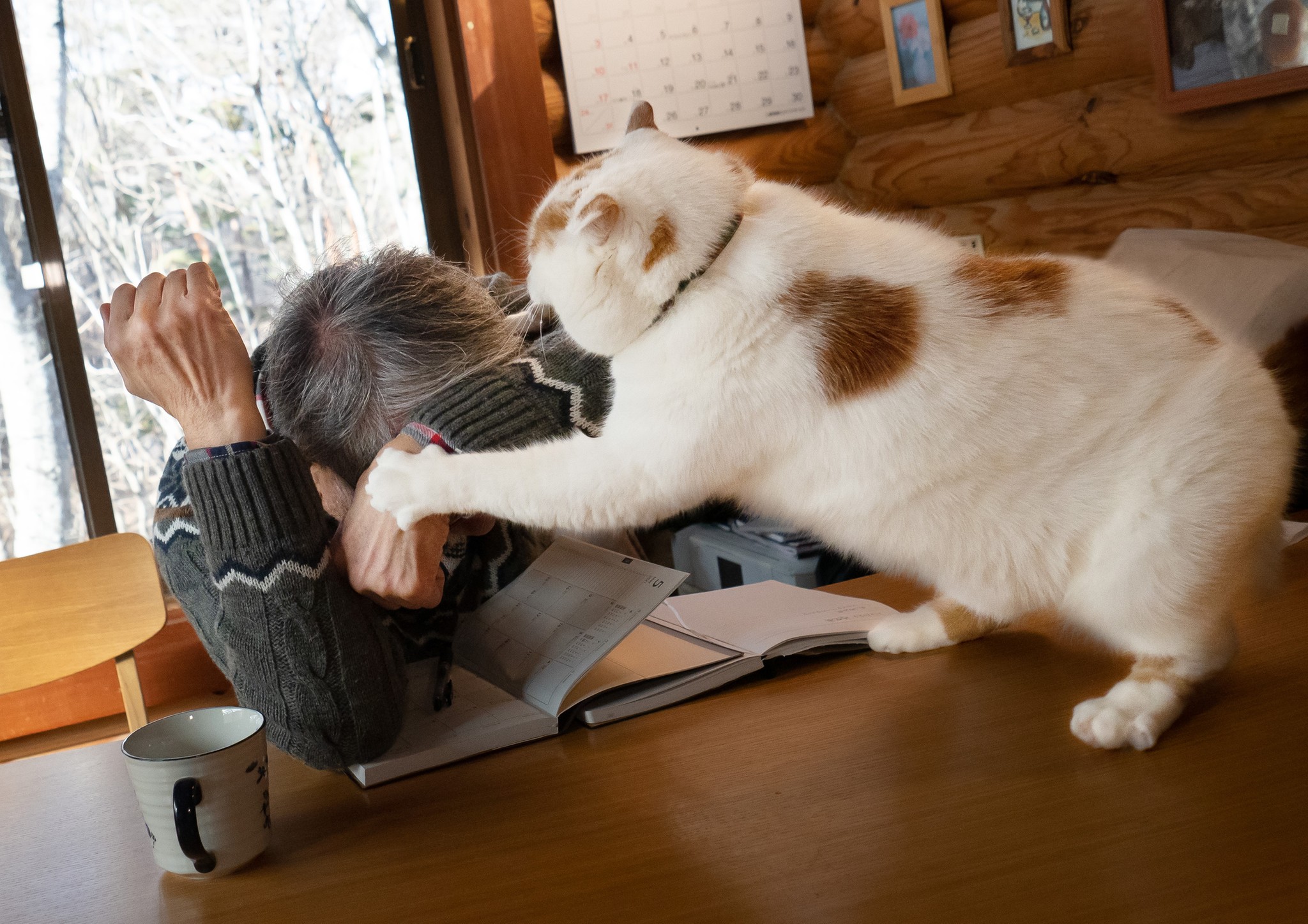 猫の 一生懸命 に胸キュン レンズ越しの表情に魅了された写真家 ほ とせなnews 猫の 一生懸命 に胸キュン レンズ越しの表情に魅了された写真家 ほ とせなnews