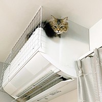 天井とエアコンのわずかな隙間に潜り込んだシャロンちゃん（画像提供：ドイルとシャロン︎︎さん）