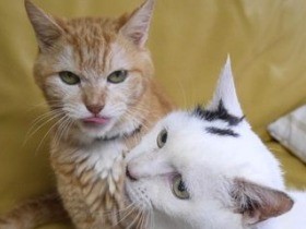 大けが乗り越え20年4か月　ご長寿猫が迎えた静かな最期