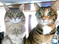 左から篠(しの)ちゃん、小夜(さよ)ちゃん（画像提供：marminさん）