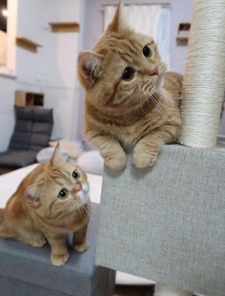 普段の春空と麦