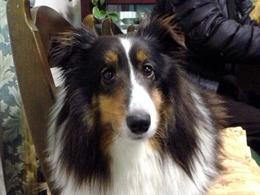 進学で家を出た娘のかわり　家族のアイドル犬は内弁慶