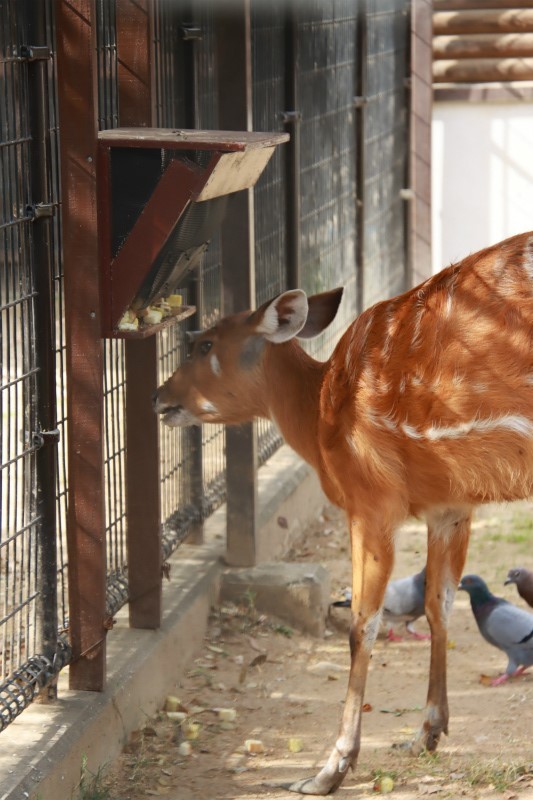 シタツンガのエサ入れはハト対策もバッチリ＝2022年10月撮影