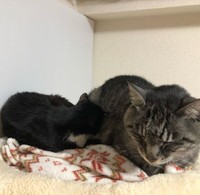 カルちゃんが家に来た頃、無関心なミルちゃんに寄り添うカルちゃん