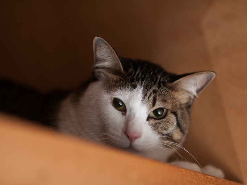 「夕飯の時間まで他人の家にいるのは行儀が悪いんだよ」（小林写函撮影）