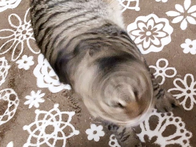 これぞ猫ドリル！ 顔をブルブルする大福くん（画像提供：豆大福さん）