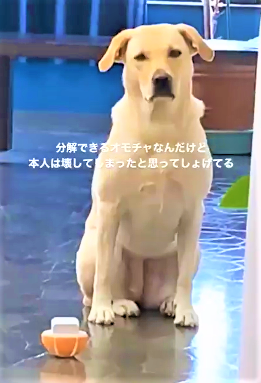 おもちゃを壊した切ない表情が 可愛すぎる と話題 人が大好き犬のルナ ほ とせなnews
