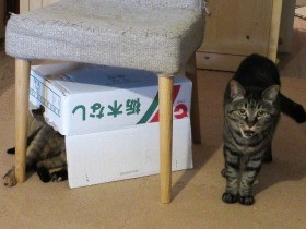 おしゃべり中年猫の無駄鳴き　治める方法を発見！