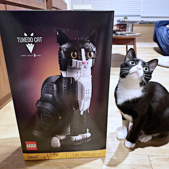 レゴの箱のパシャリ！ そっくりなミシェルちゃん（画像提供：ModCraneさん）