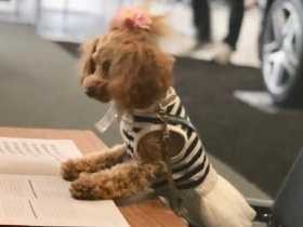 ユヅ顔負けの４回転「くるりん」が特技　トイプードルのＬｙｎ