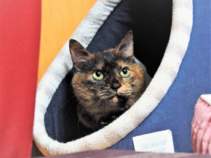 魅力は、愛らしさと強気