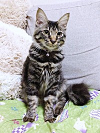 すくすくと成長していったたまちゃん（画像提供：ハナちゃん）