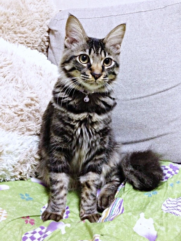 すくすくと成長していったたまちゃん（画像提供：ハナちゃん）