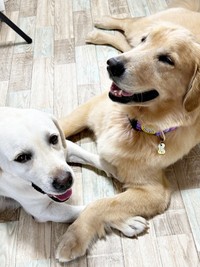 仲良くまったりタイムを過ごすベニーくん（左）とハリーくん（右）（画像提供：ハリーさん）