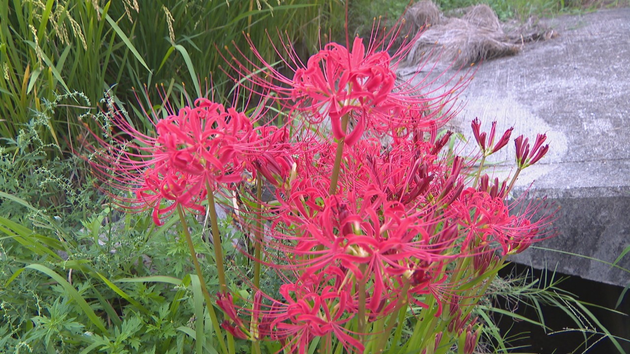 その花の名は500以上とも 秋の訪れを告げる ヒガンバナ 岡山市 Ksbニュース Ksb瀬戸内海放送