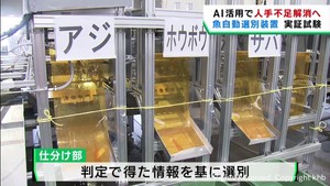 水揚げされた魚を自動で選別　宮城・石巻魚市場で実証試験　人手不足解消に期待