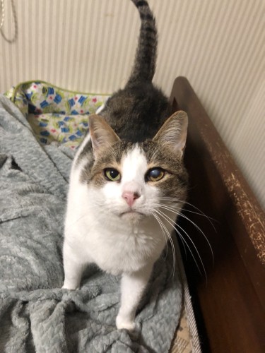 まるで子猫のような表情を見せることも