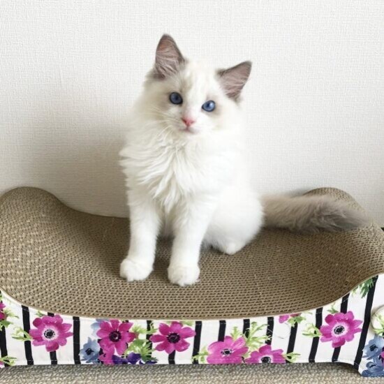 家にきたころの「Rio（リオ）」