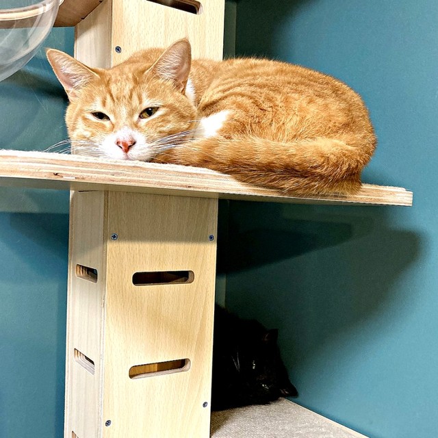 兄妹だけれど、お互いにはあまり興味がない（上）チャボくん、（下）すみちゃん（画像提供：サユヤスさん）