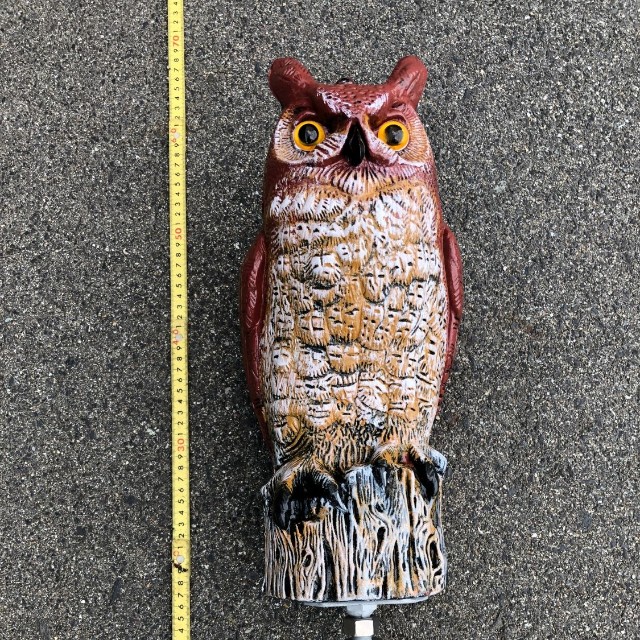 フクロウではなく「ミミズク」だった（画像：関西電力送配電）